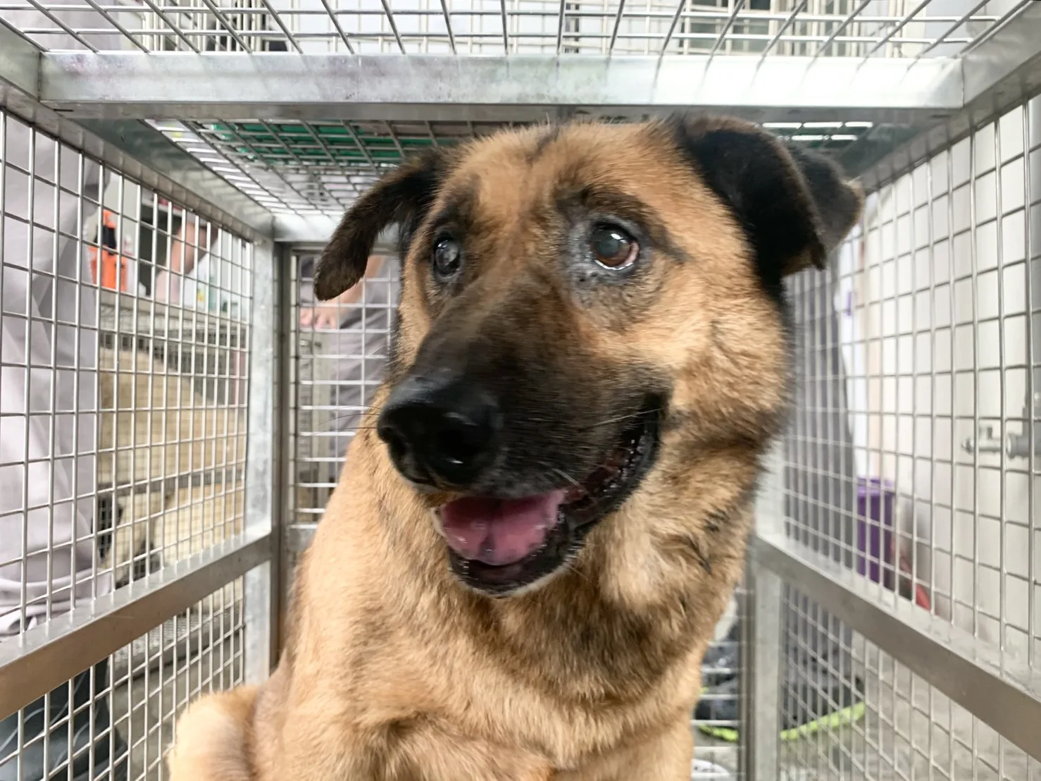 混種犬