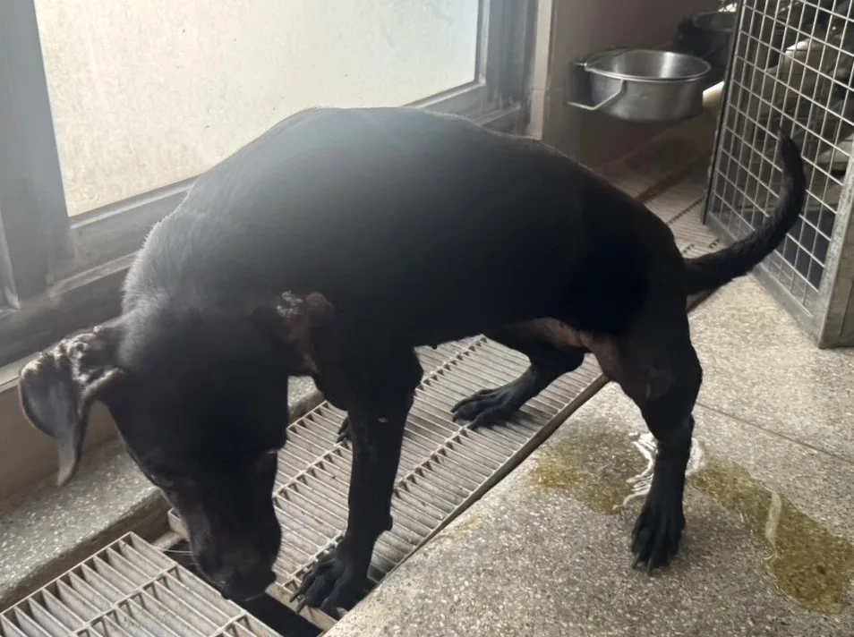 混種犬