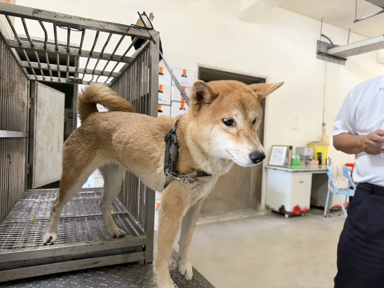 柴犬