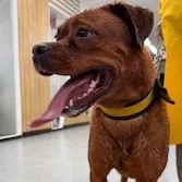 混種犬