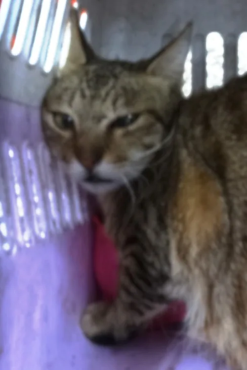 混種貓