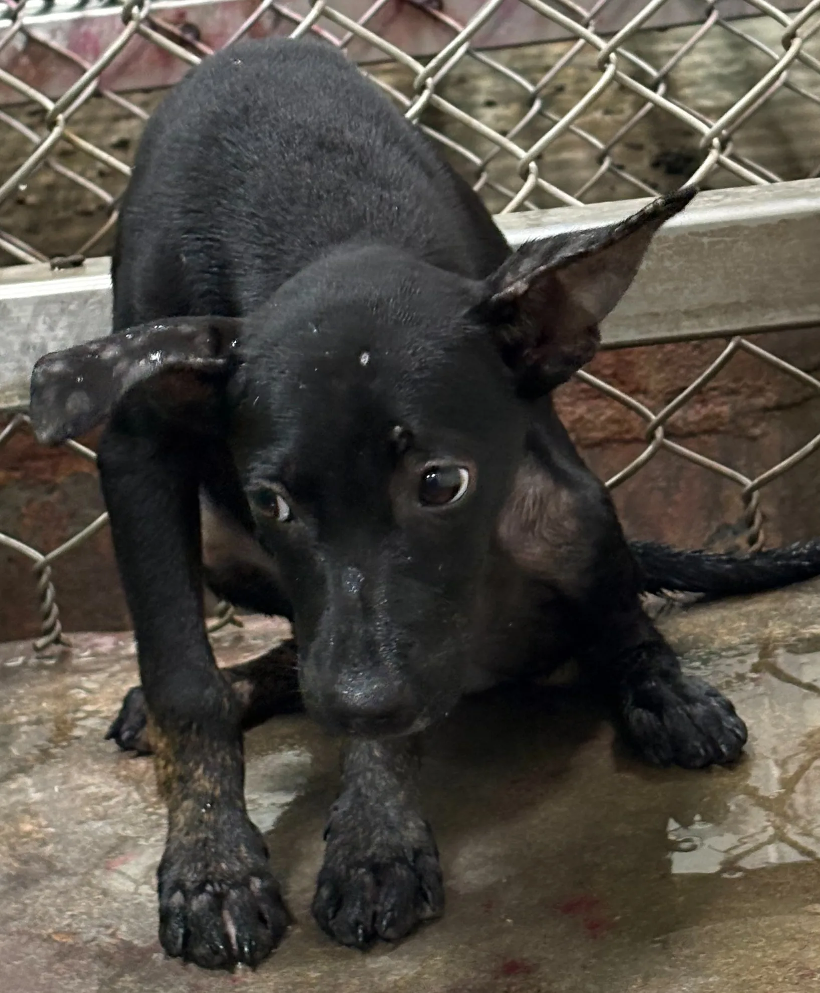 混種犬