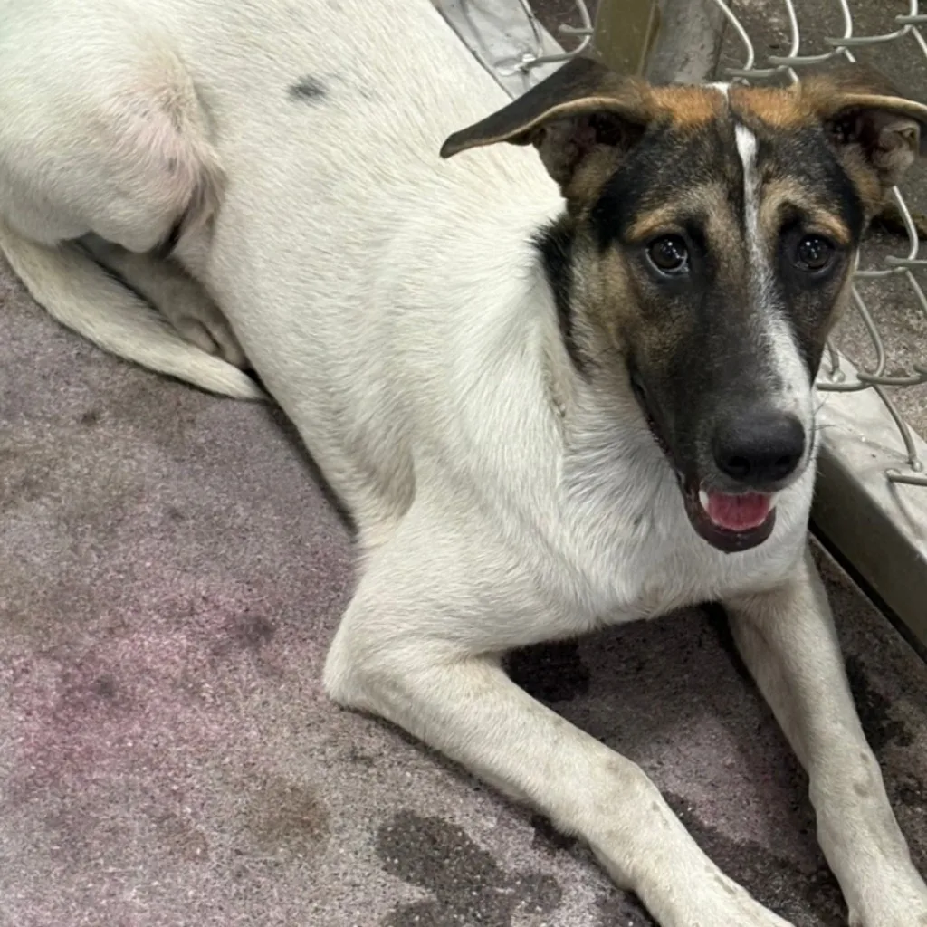 混種犬