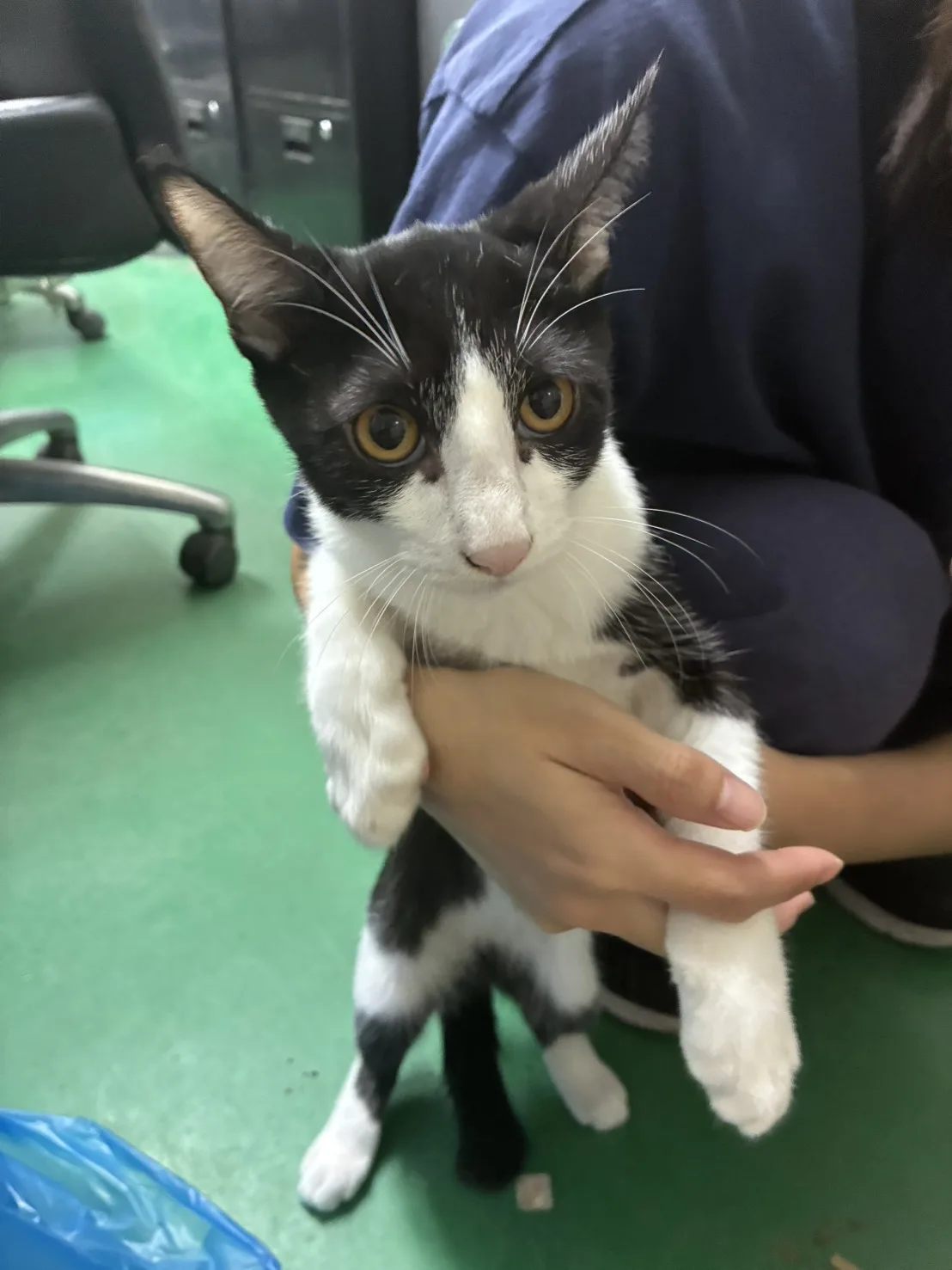 混種貓