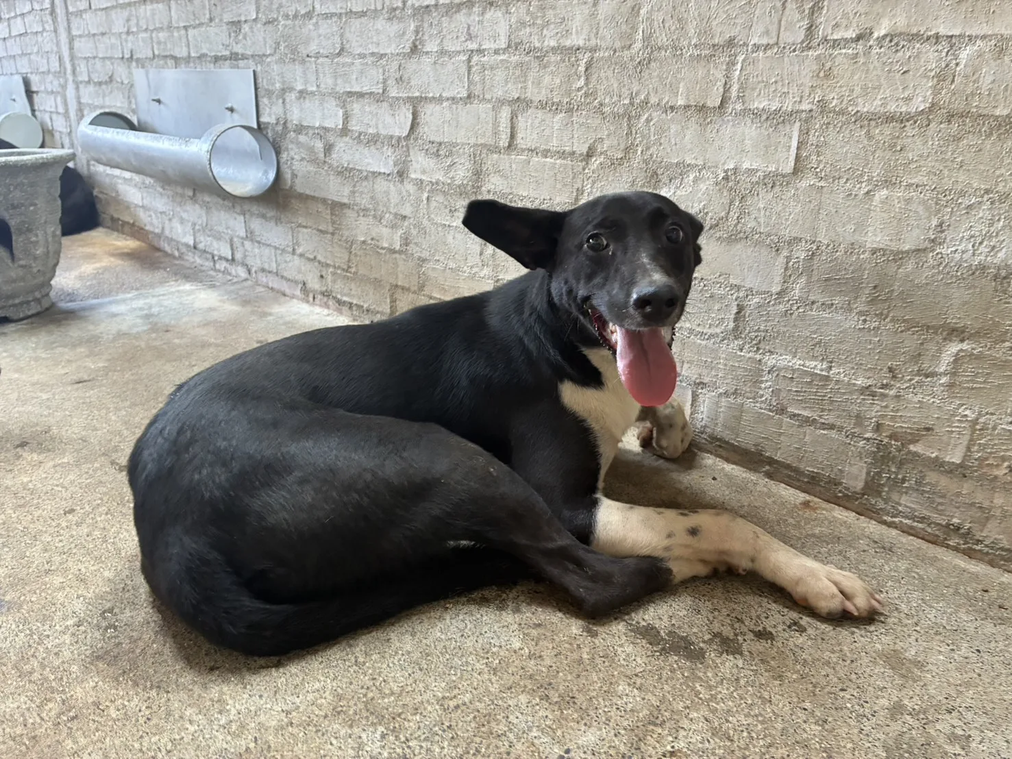 混種犬