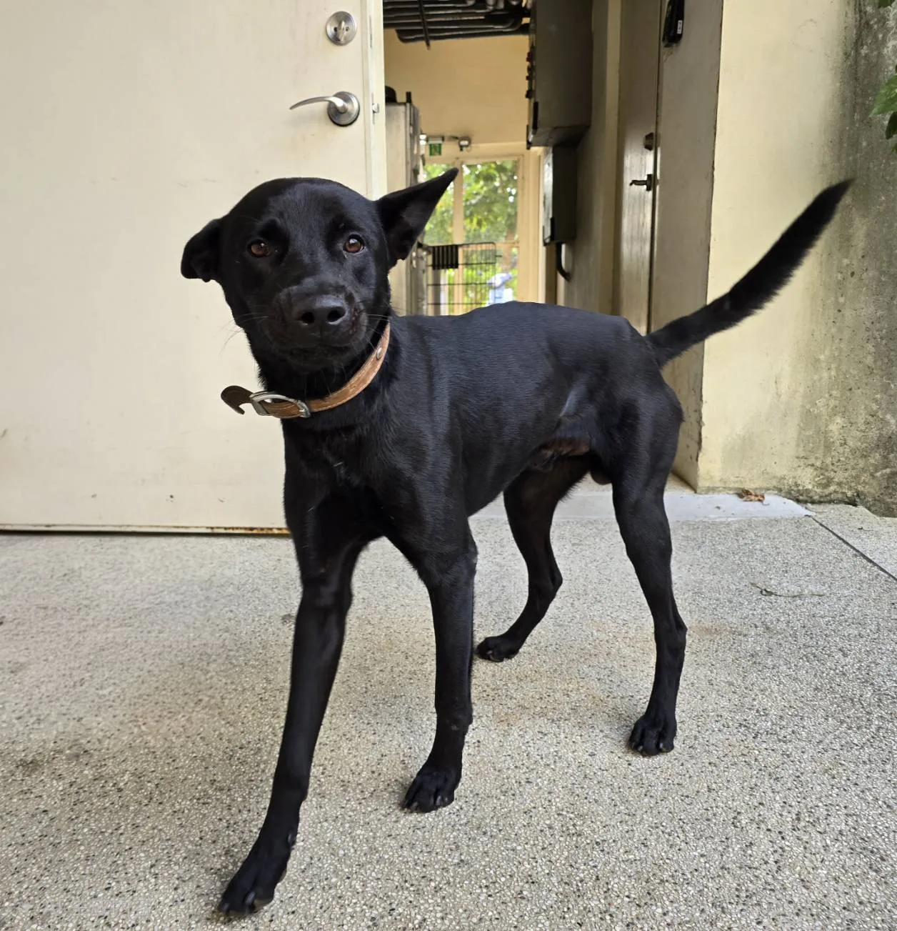 混種犬