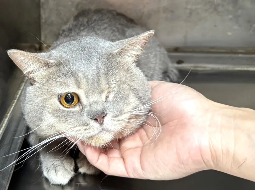 波斯貓