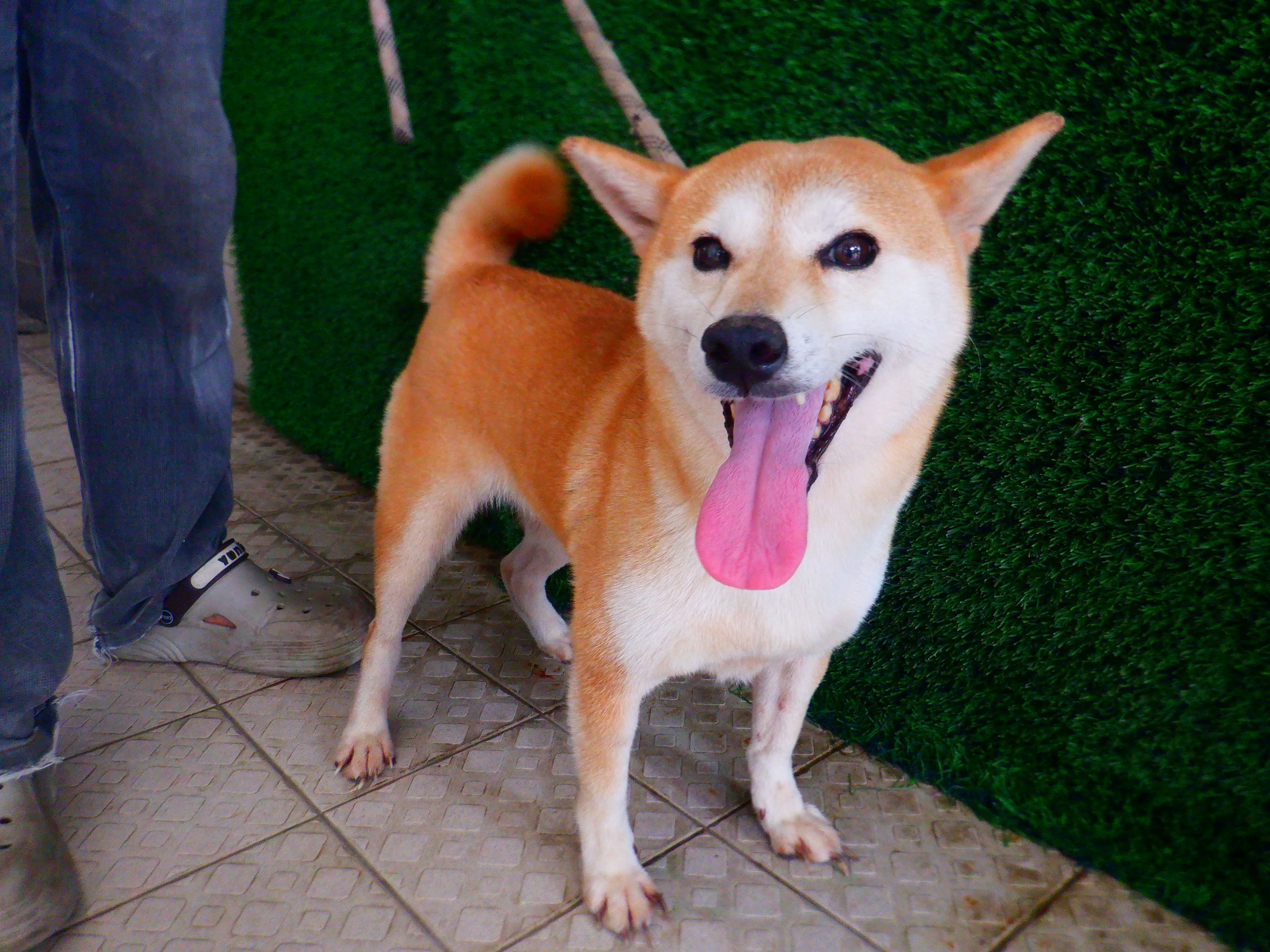 柴犬