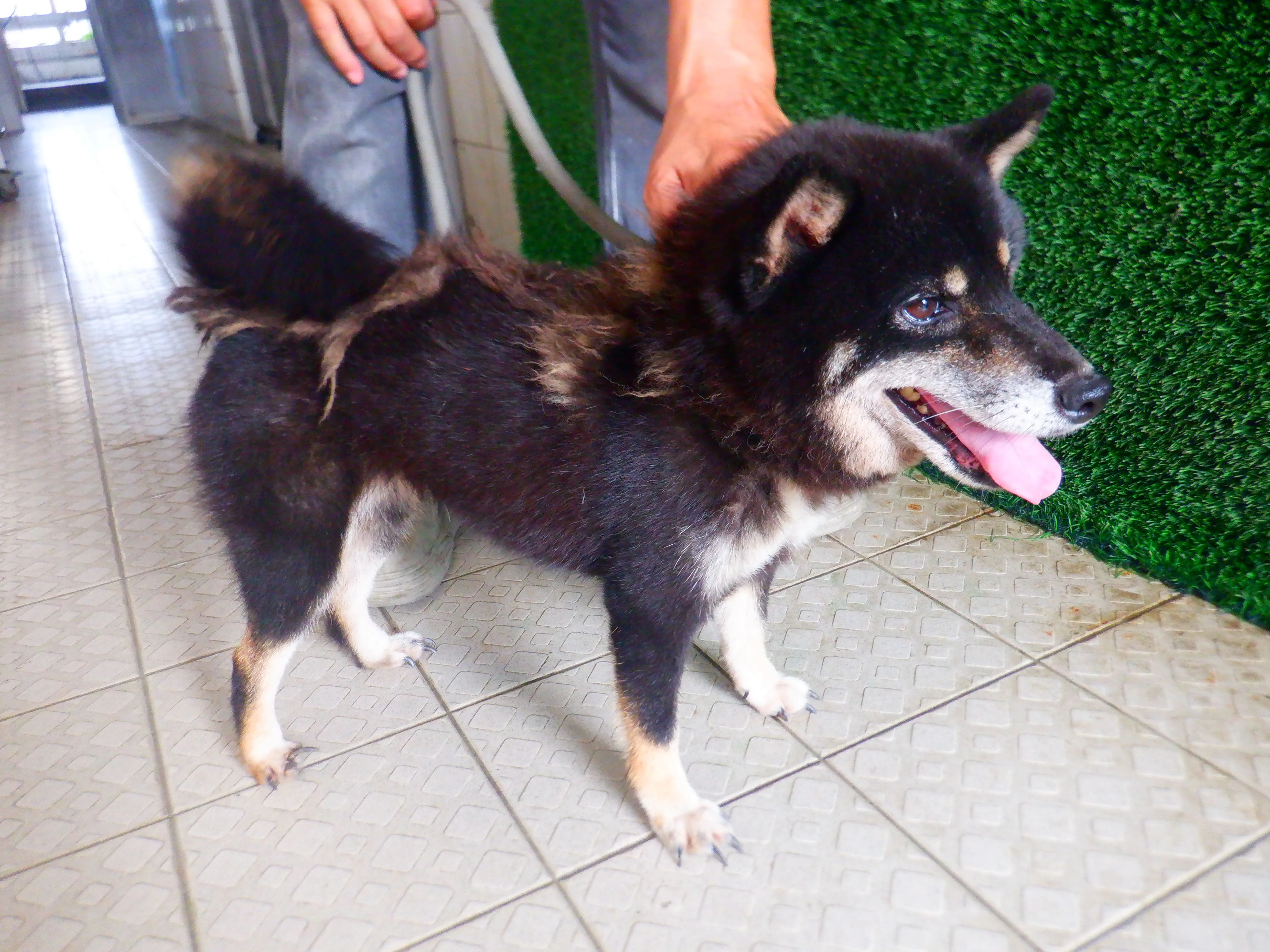 柴犬