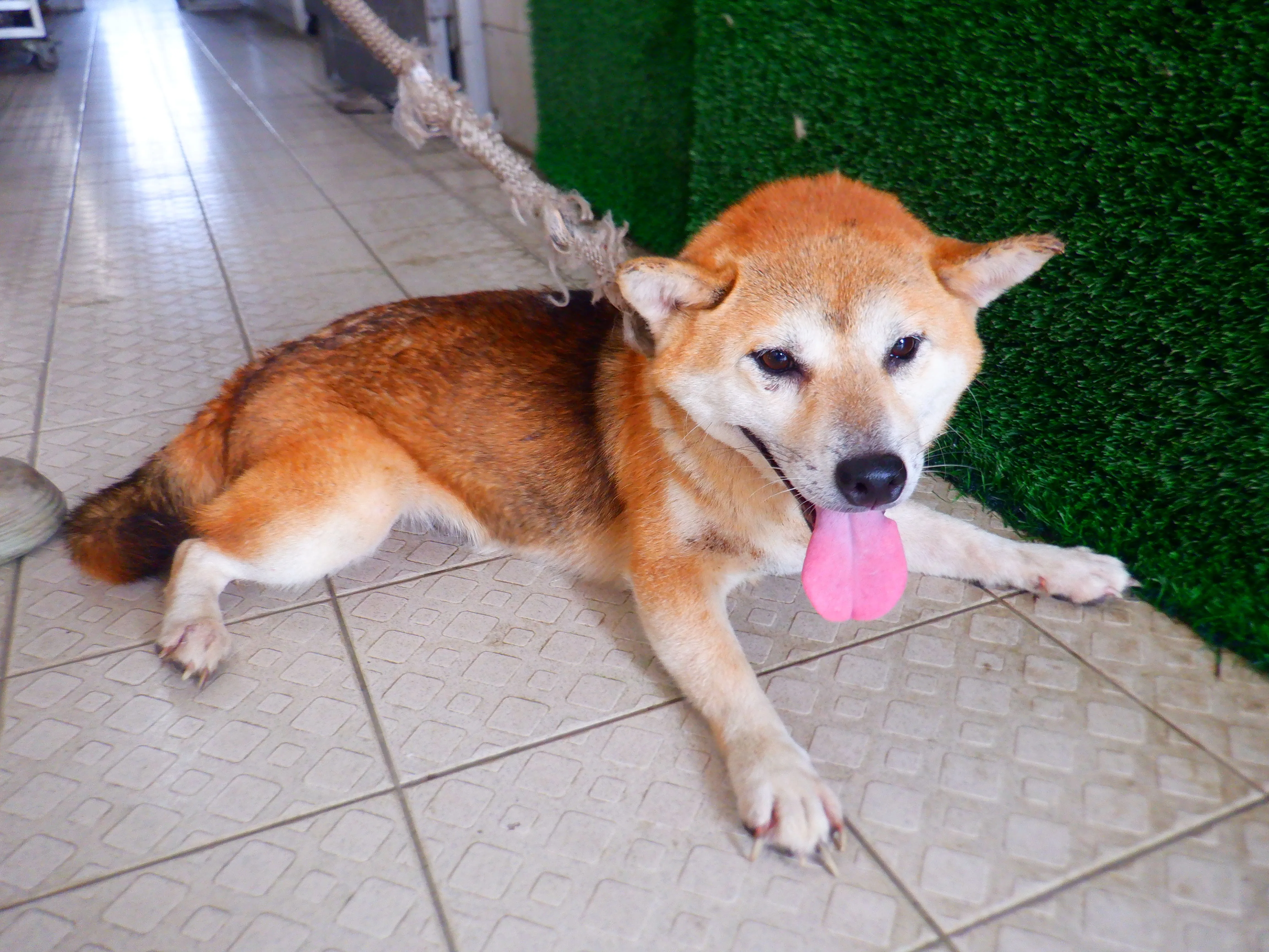 柴犬
