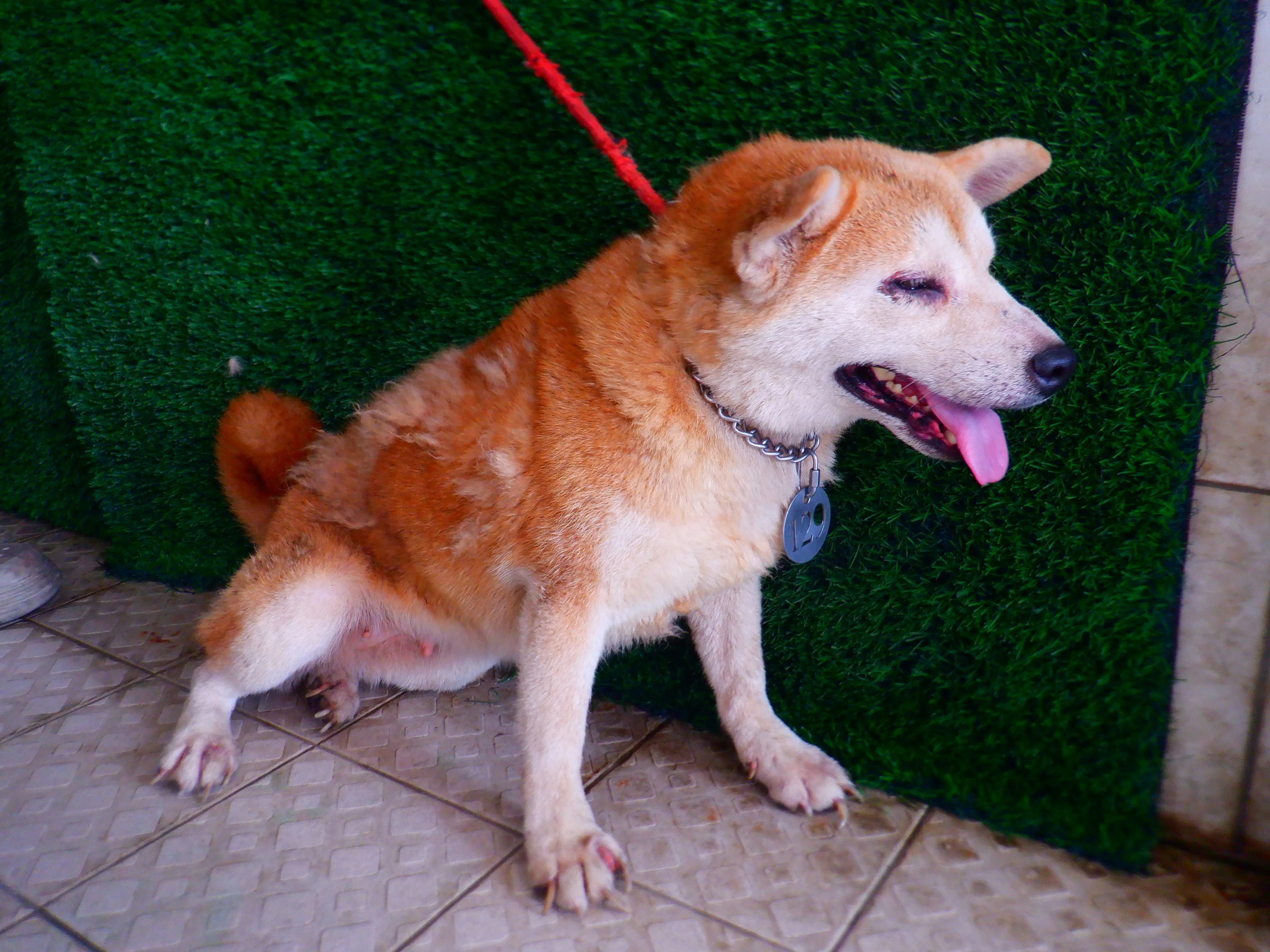 柴犬