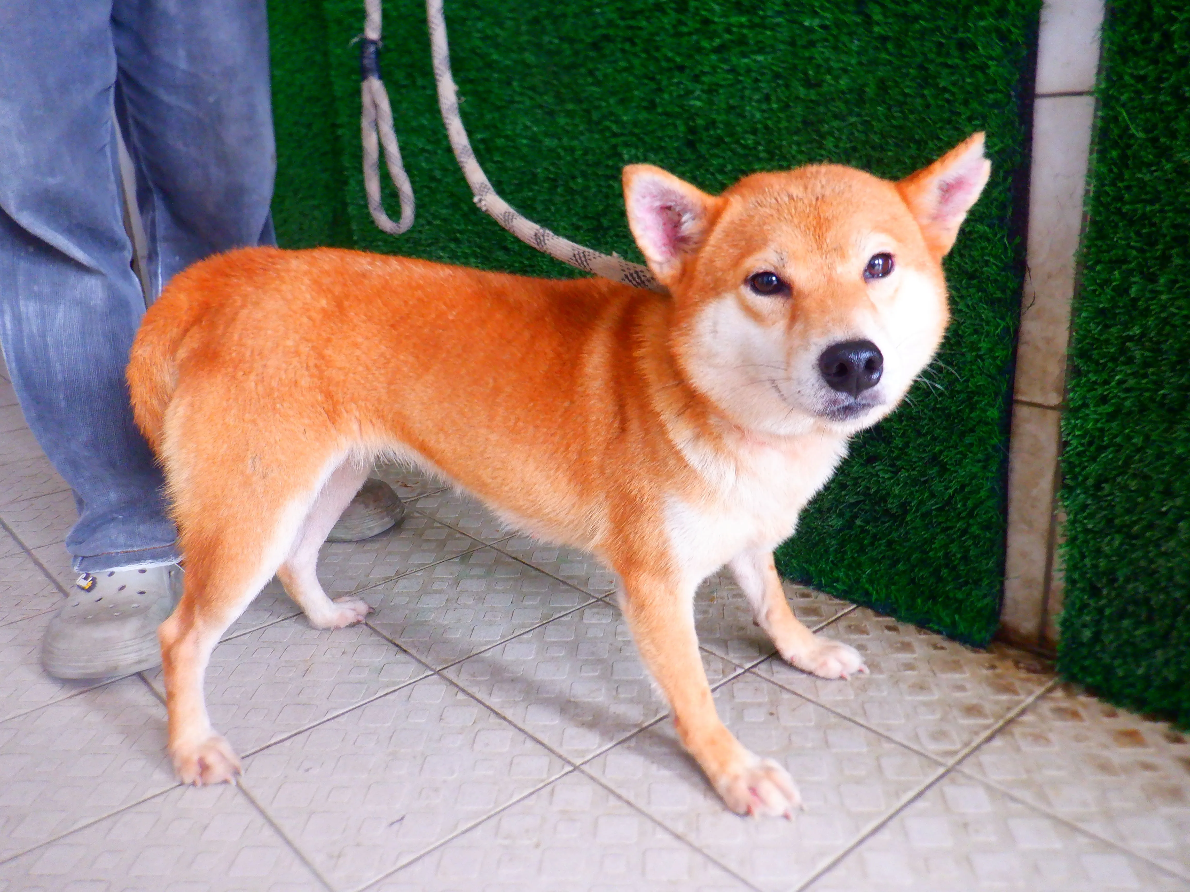 柴犬