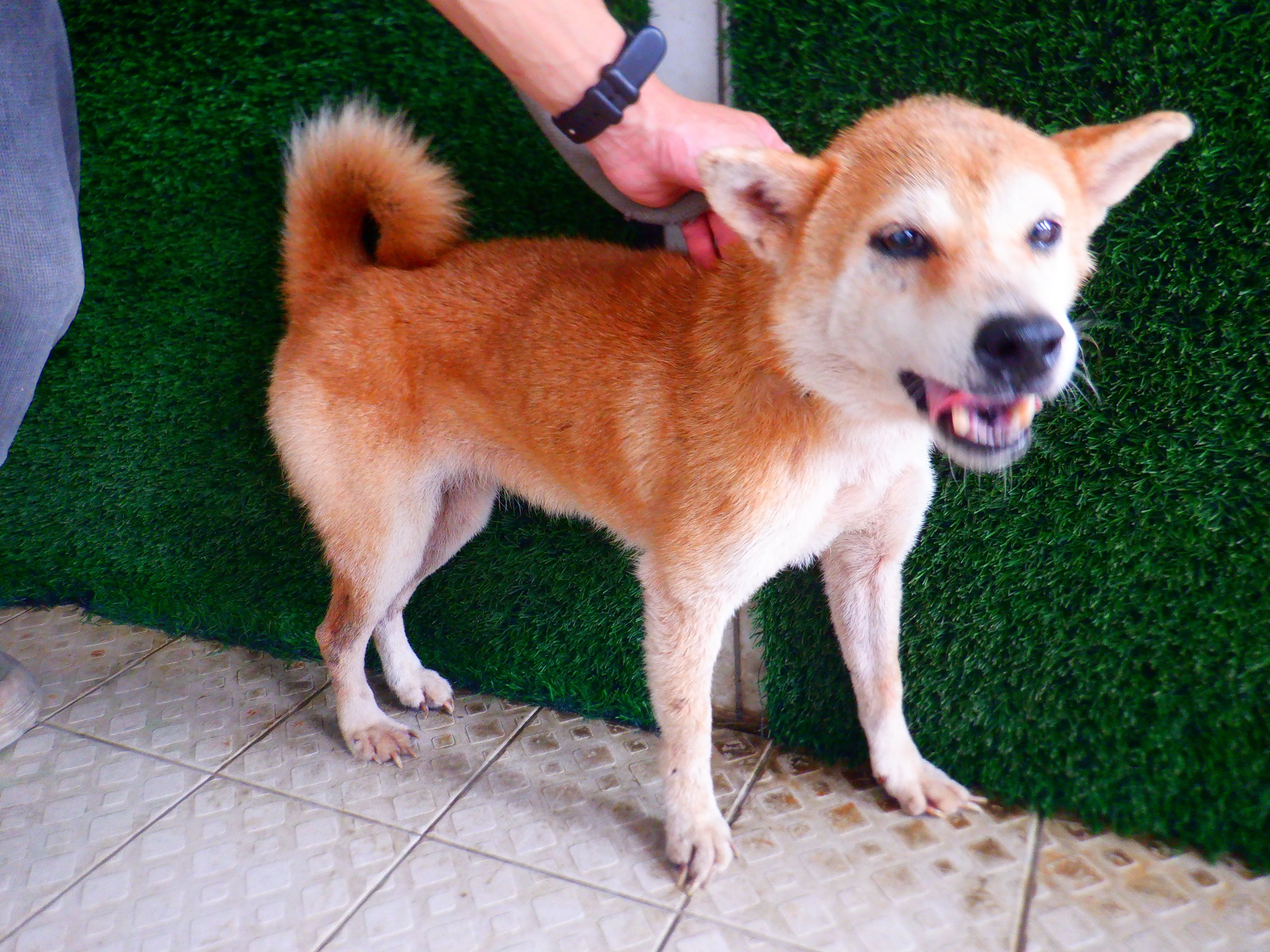 柴犬