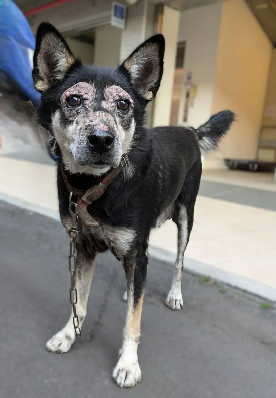 混種犬