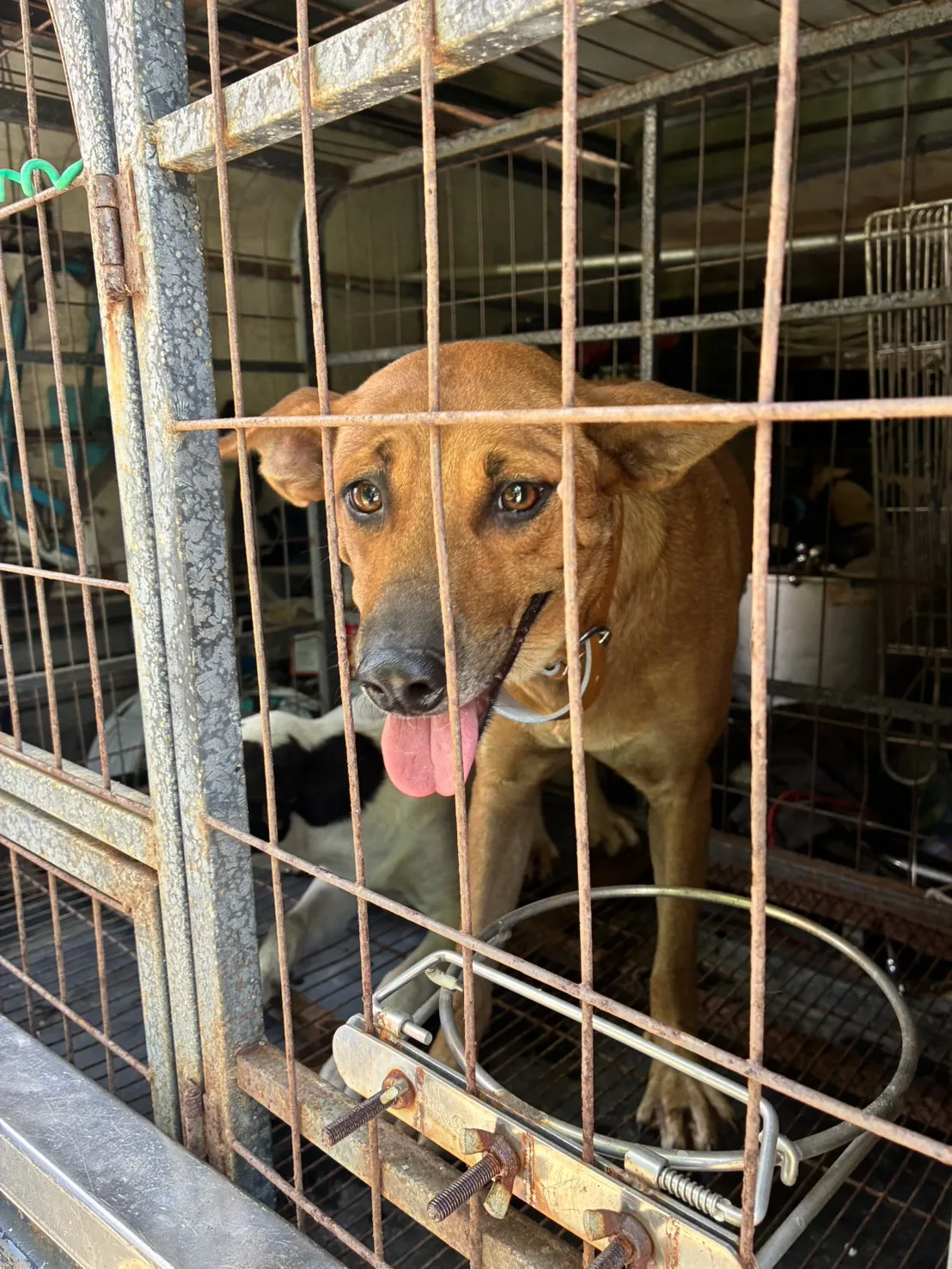 混種犬