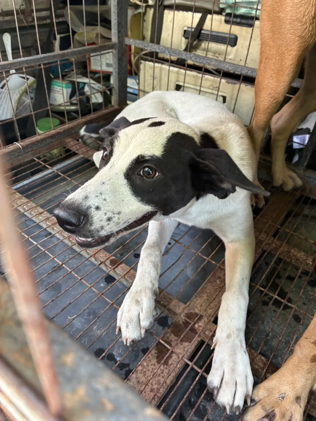 混種犬