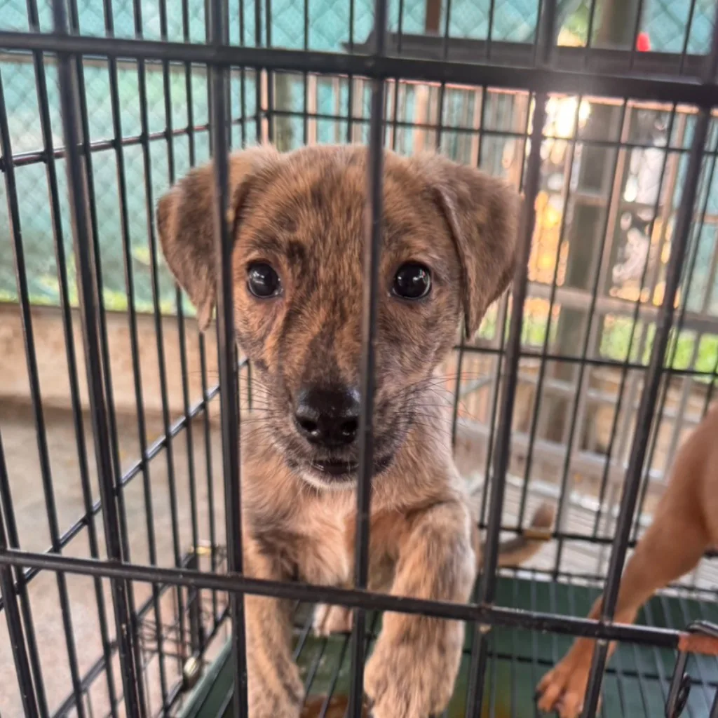 混種犬