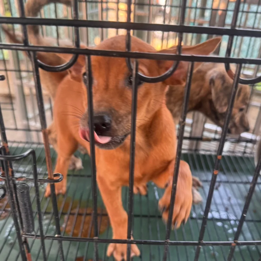 混種犬