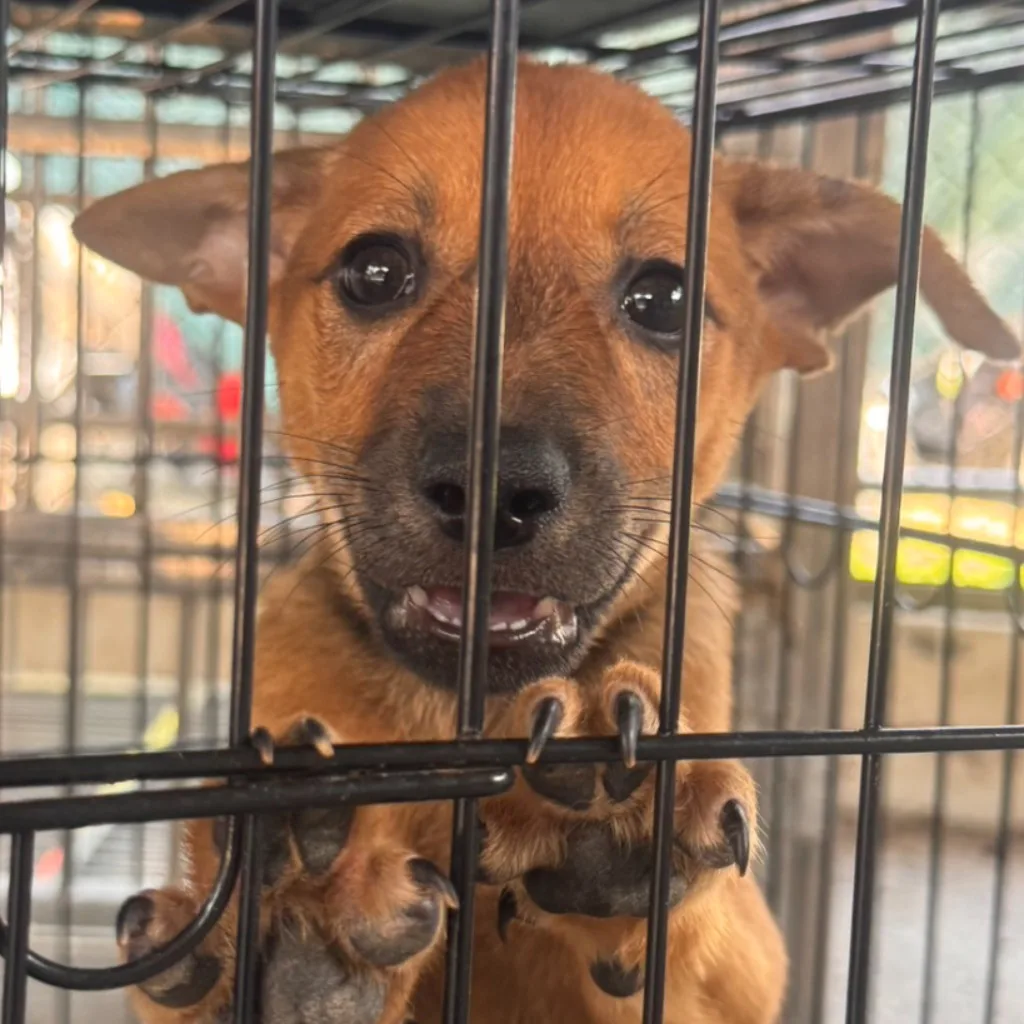 混種犬