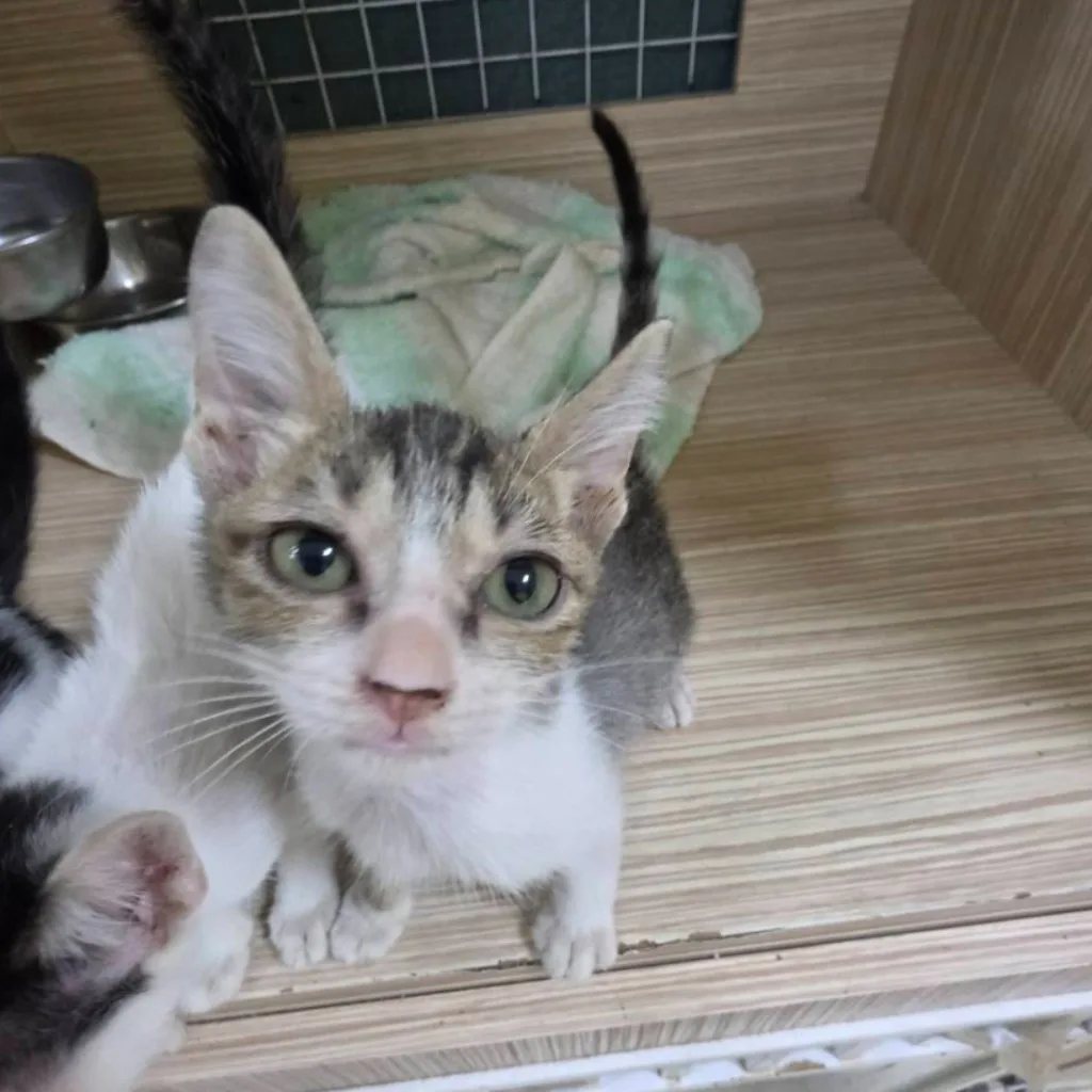 混種貓