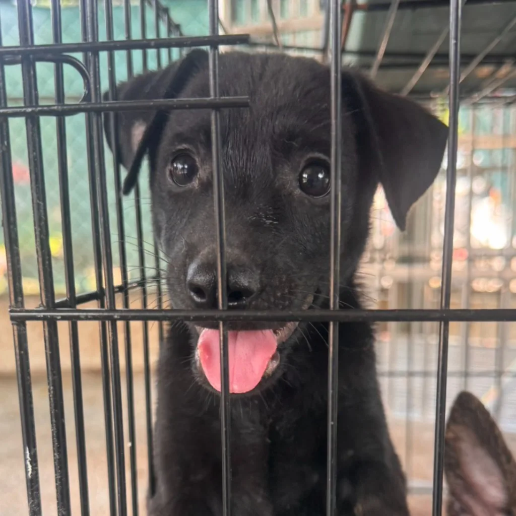 混種犬