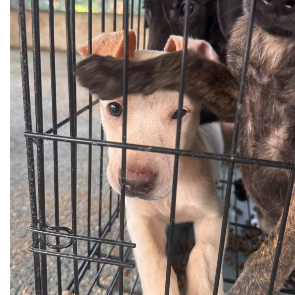 混種犬