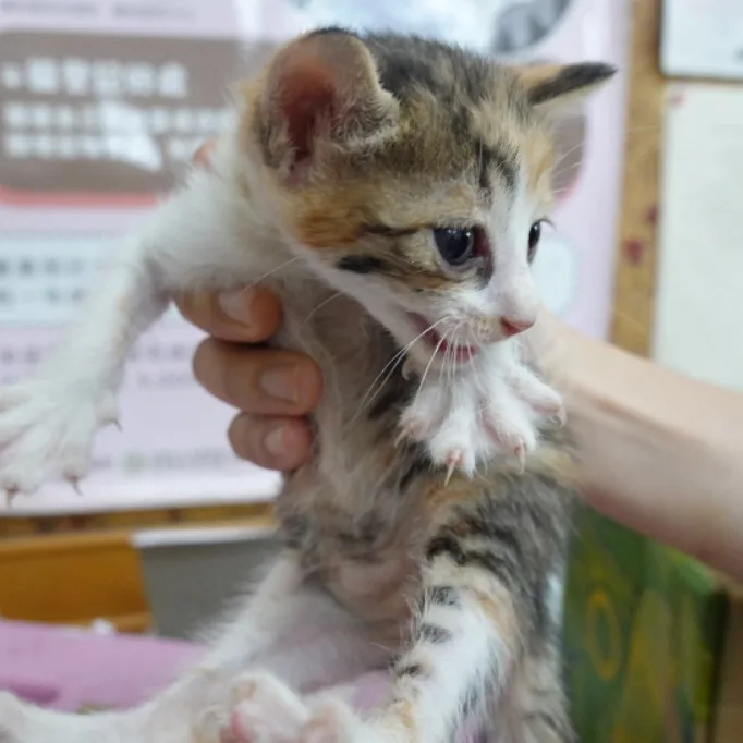 混種貓
