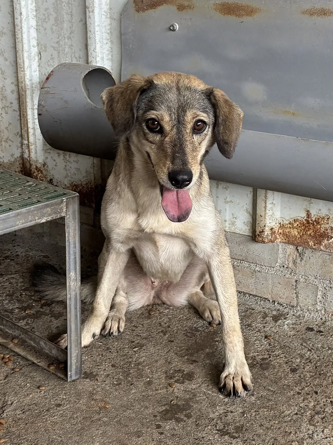 混種犬
