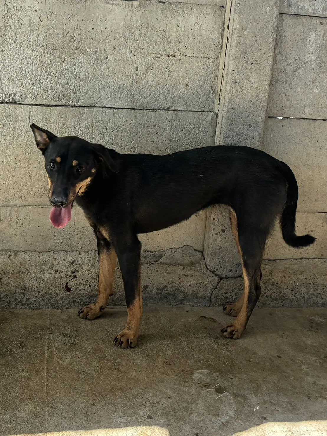 混種犬