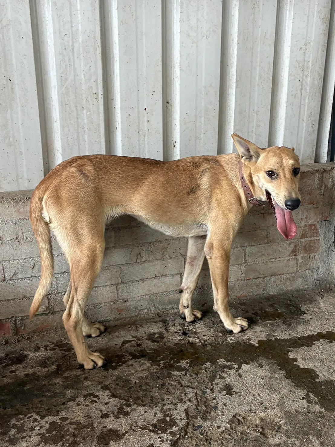 混種犬