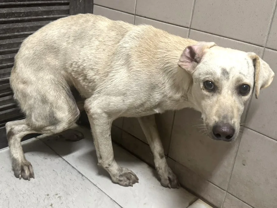 混種犬