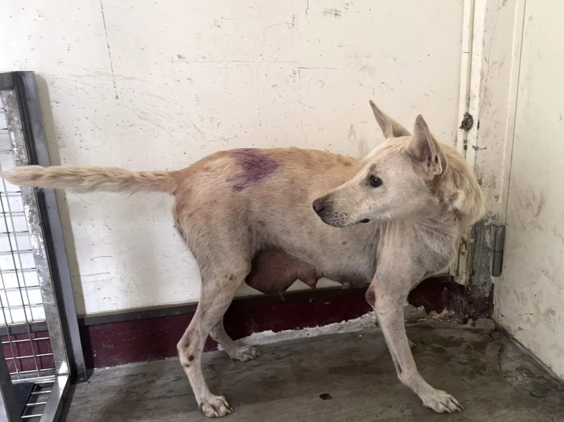 混種犬