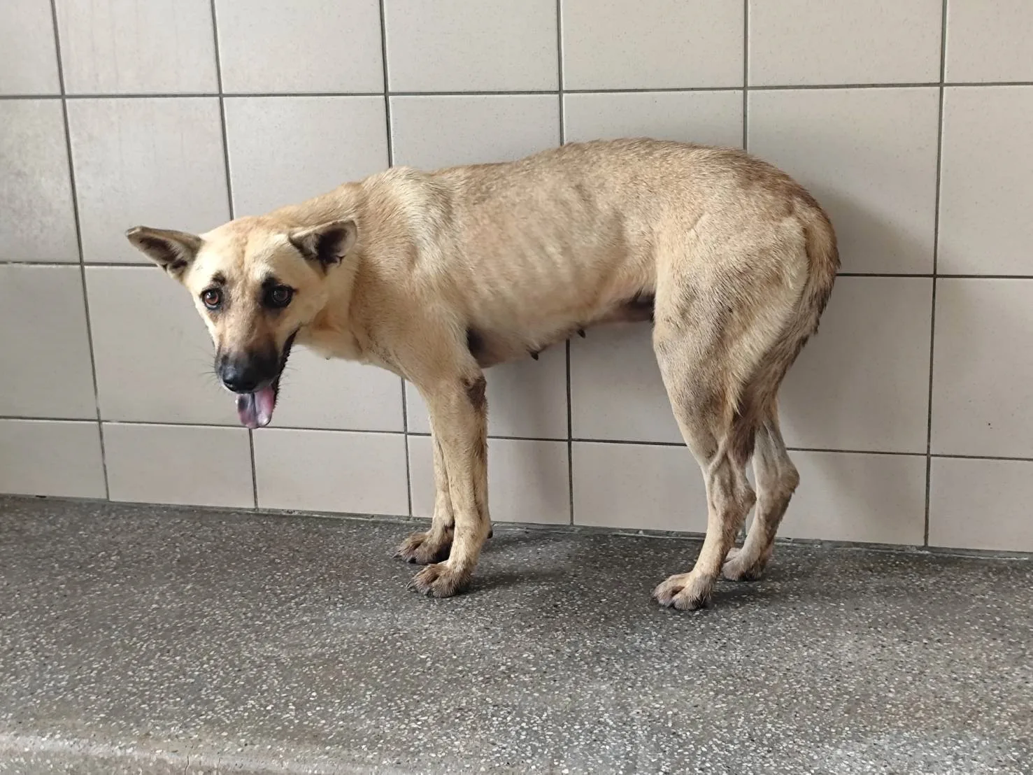 混種犬