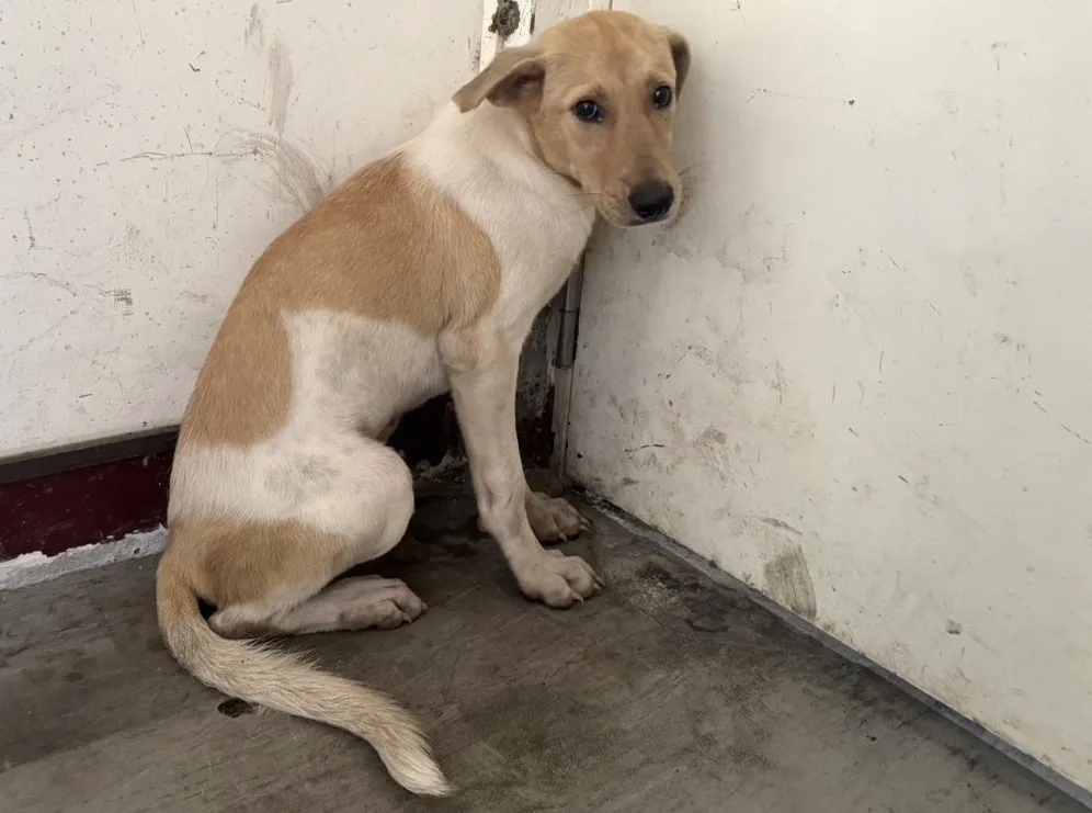 混種犬