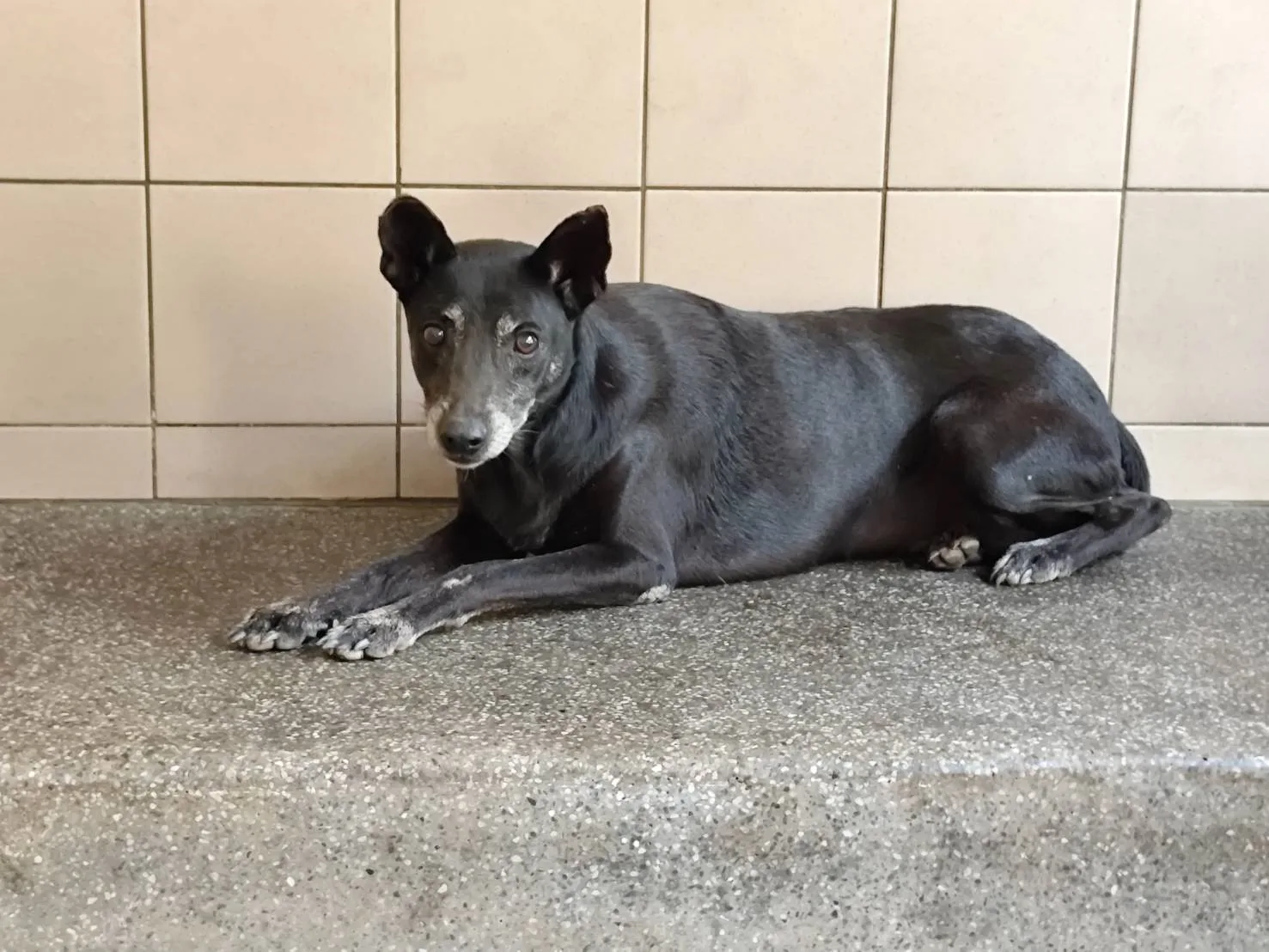 混種犬