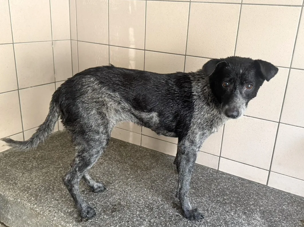 混種犬