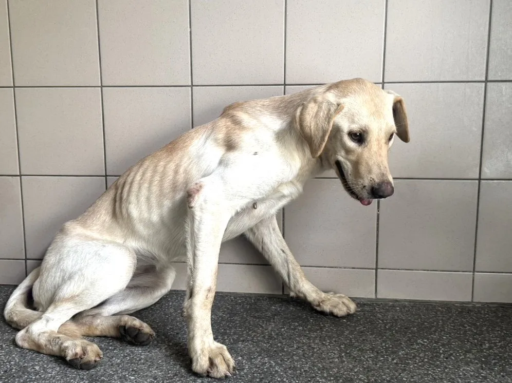 混種犬