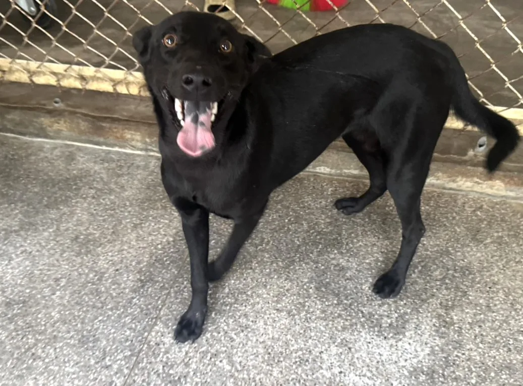 混種犬
