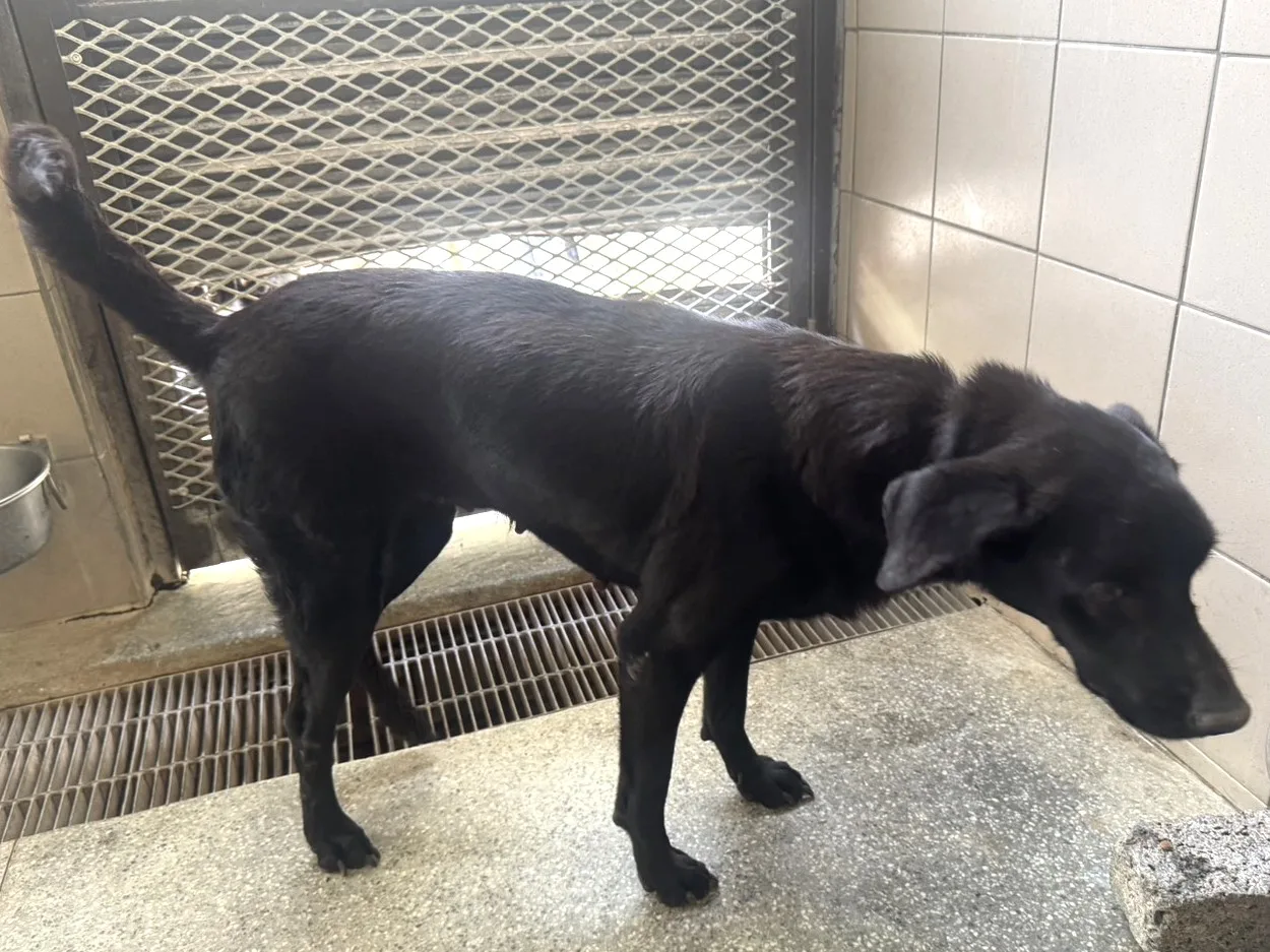 混種犬