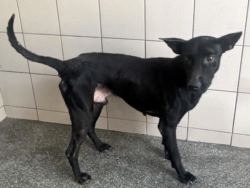 混種犬