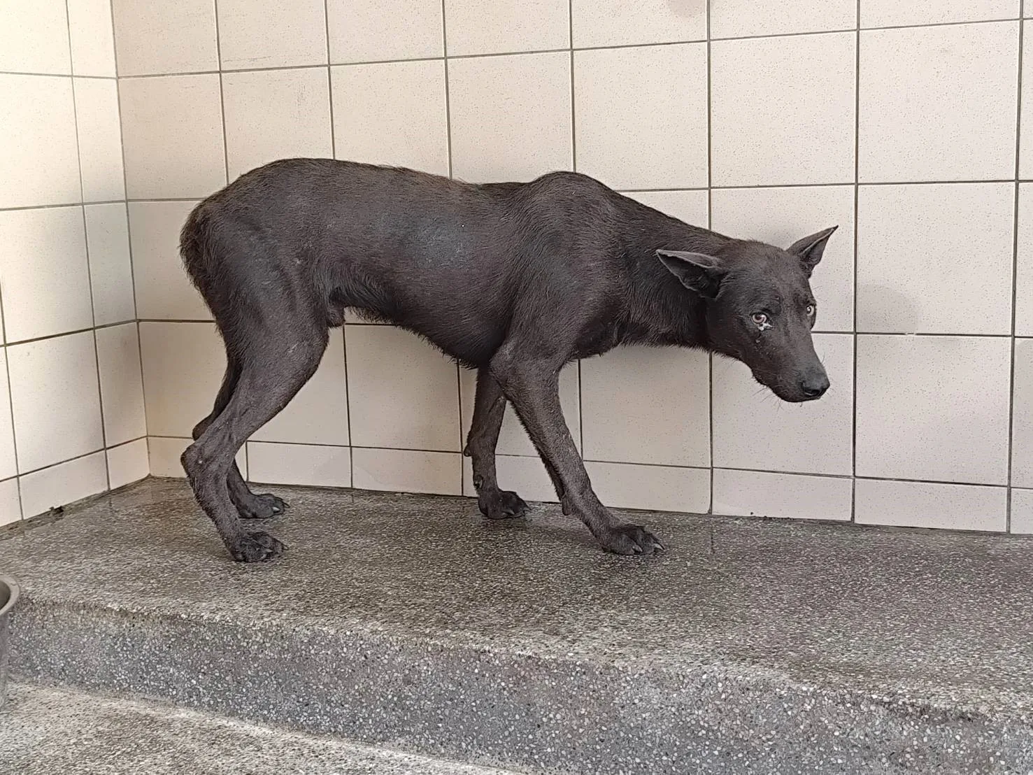 混種犬