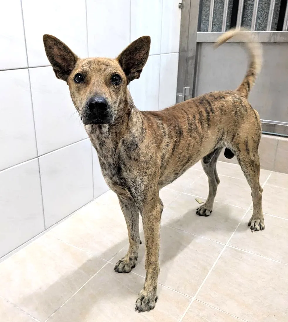 混種犬