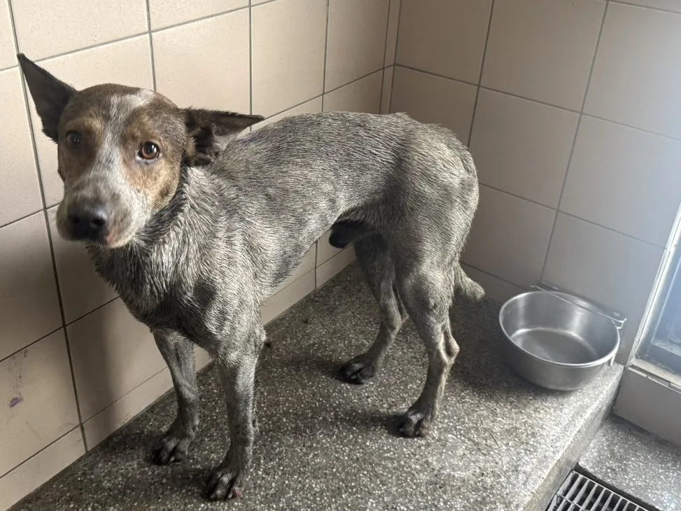 混種犬