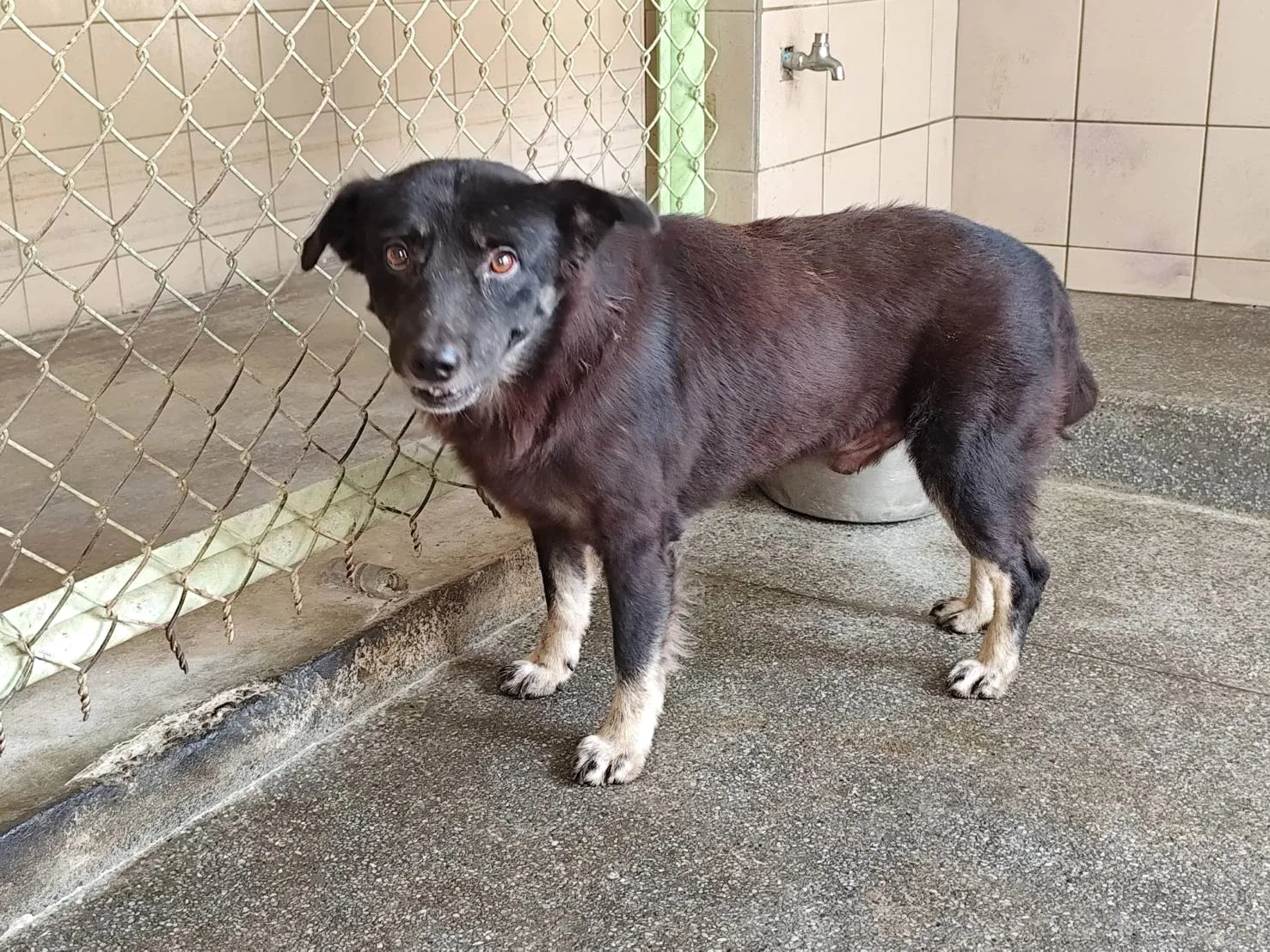 混種犬