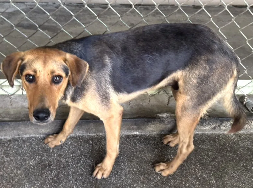 混種犬