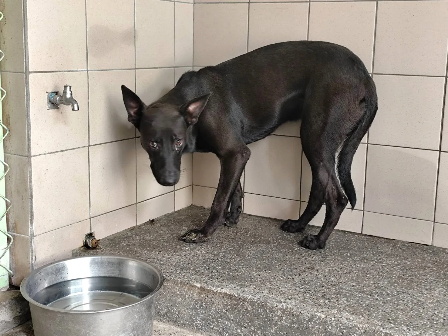 混種犬