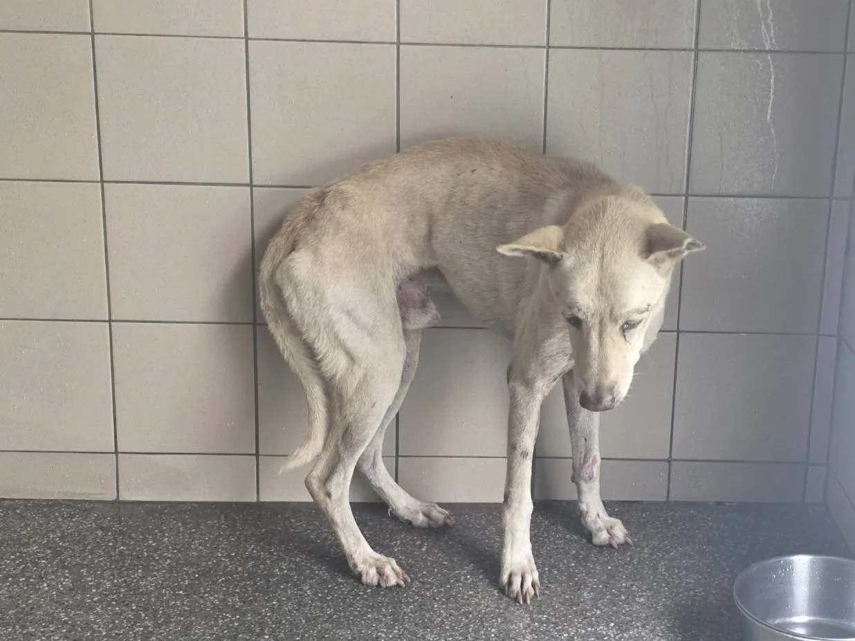 混種犬
