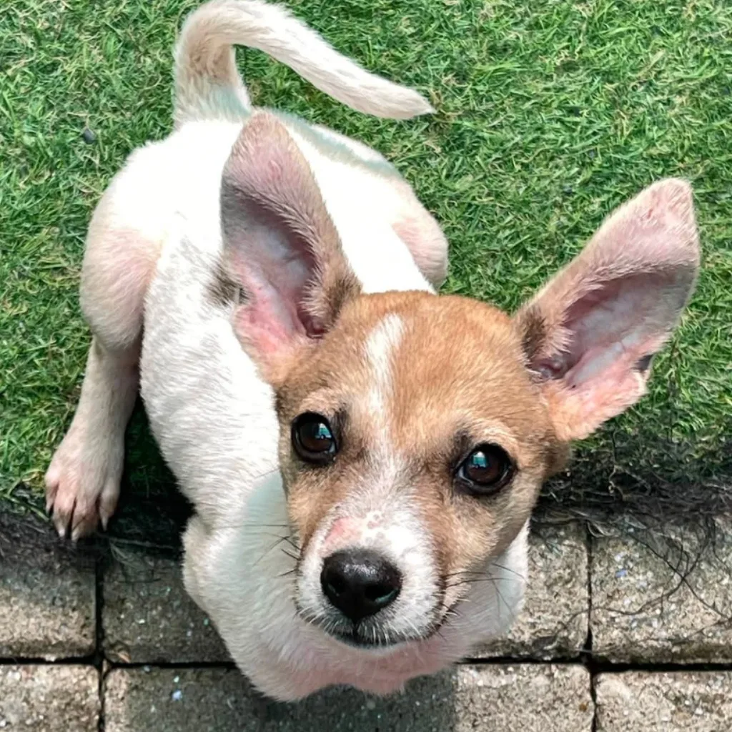 混種犬