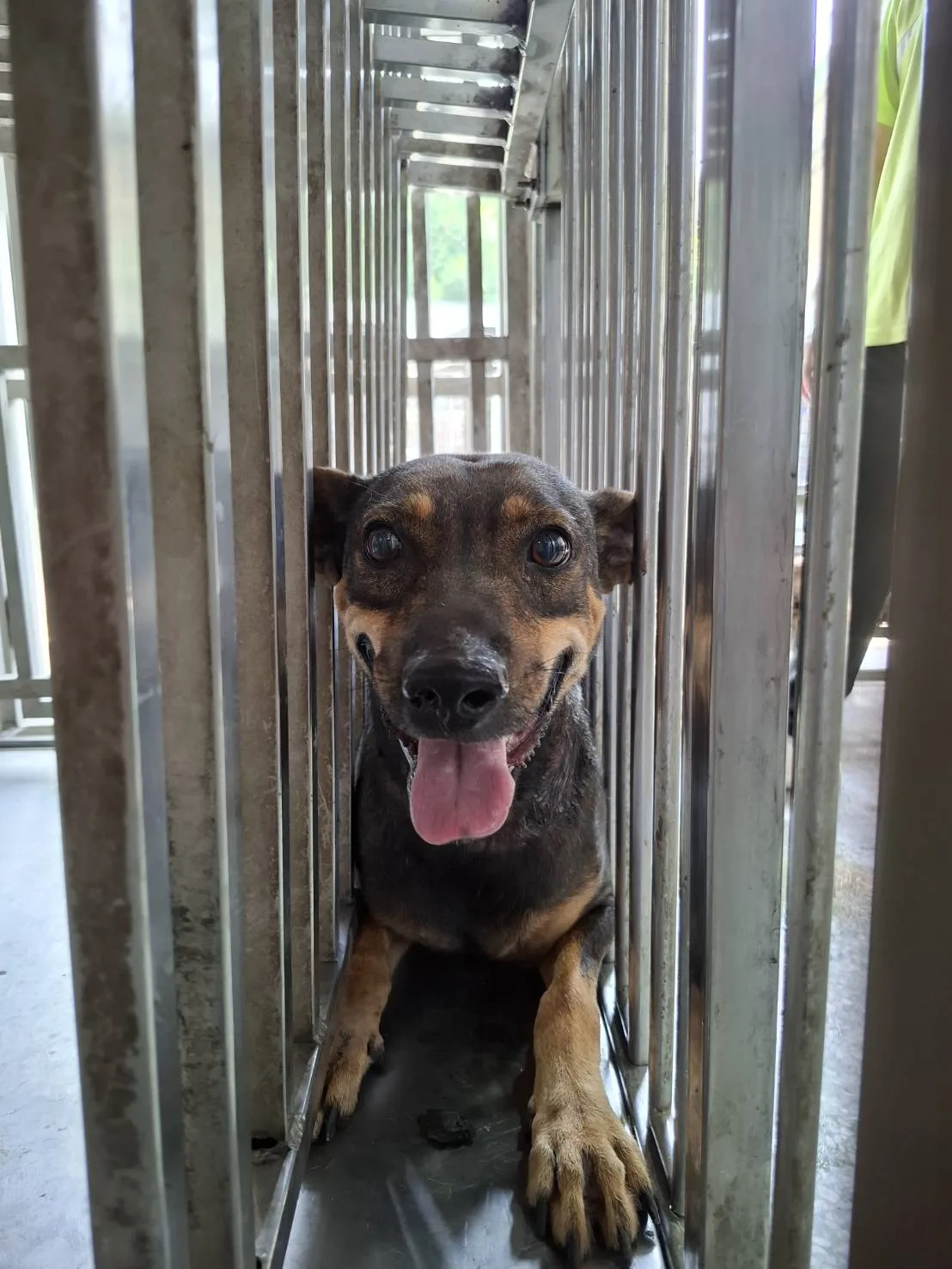 混種犬