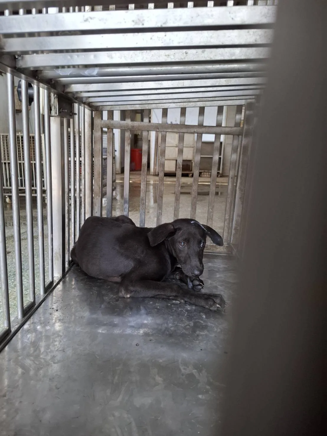 混種犬